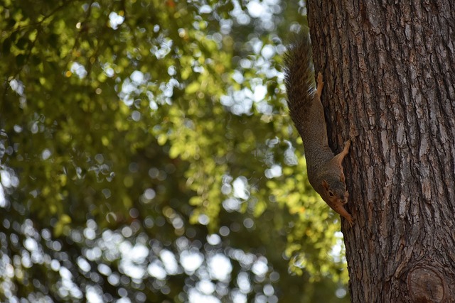 关于荣誉的 关于荣誉的