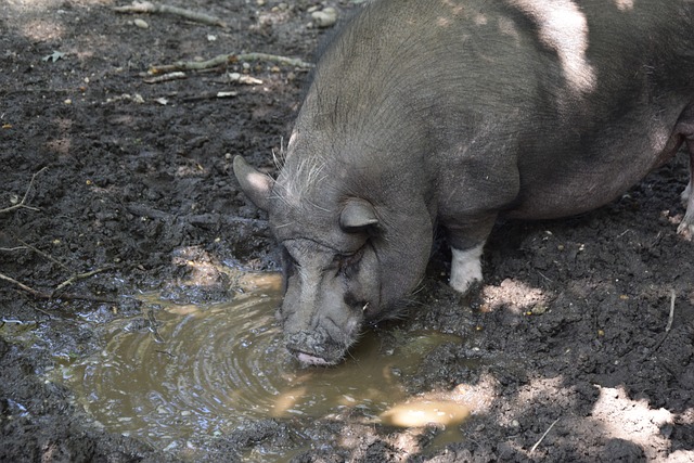 扣篮大赛 扣篮大赛